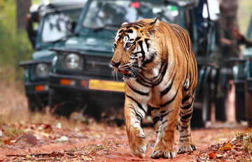 Ranthambore National Park