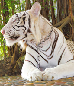 sri-racha-tiger-zoo