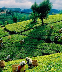 tea-plantation